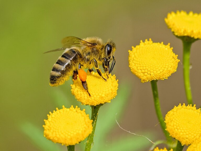 Que pouvons-nous faire pour aider les abeilles ?