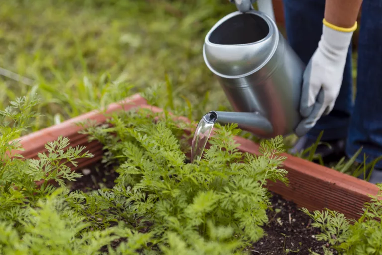 Que planter dans un carré potager surélevé ?