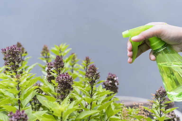Comment désherber au naturel ?