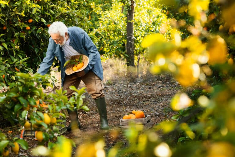 Comment réaliser une forêt-jardin ? Guide complet pour créer votre propre écosystème comestible