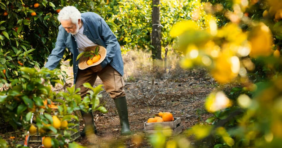 Comment réaliser une forêt-jardin